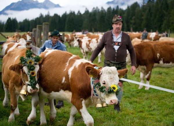 Wie Bayerns Regierung den Bauern helfen will