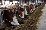 Strenge Weidepflicht: Bio-Milchbetriebe geraten unter Druck