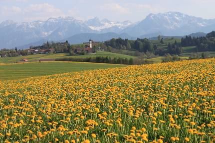 Über den Rasen rasen