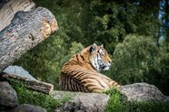 Ein "tierisch starker" Ferienspaß