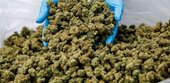 Linnemann dringt auf strengere Regeln für Medizin-Cannabis