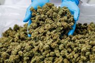 Linnemann dringt auf strengere Regeln für Medizin-Cannabis