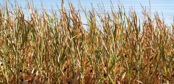 Bauernverband fordert halbe Milliarde und mehr für Landwirte