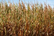Bauernverband fordert halbe Milliarde und mehr für Landwirte
