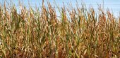 Bauernverband fordert halbe Milliarde und mehr für Landwirte