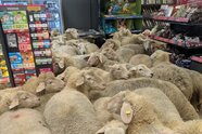 Schafe im Supermarkt werden zu Marketing-Hit 