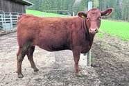 Hofnahe Schlachtung: Ein würdiges Ende