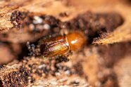 Borkenkäfer-Schäden im Bayerischen Wald stark zurückgegangen