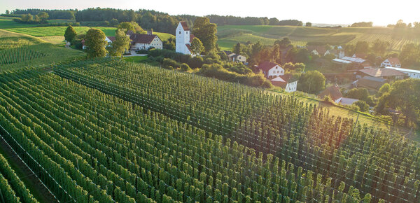 Bayerns "grünes Gold"
