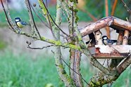 Vogelfreundlicher Garten: Eine Oase für die Tiere