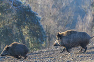 Bis zu 1250 belastete Wildschweine: Tschernobyl wirkt in Bayern weiter nach