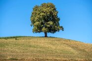 Hirse bis Erdnuss: Neue Hoffnung für Bayerns Landwirtschaft