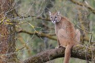 Rätsel um möglichen Puma bei Erding bleibt vorerst ungelöst