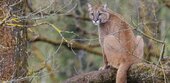 Achtung freilaufender Puma beim Münchner Flughafen