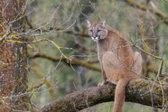 Achtung freilaufender Puma beim Münchner Flughafen
