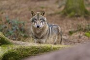 Landtag gibt grünes Licht für leichtere Jagd auf Wölfe