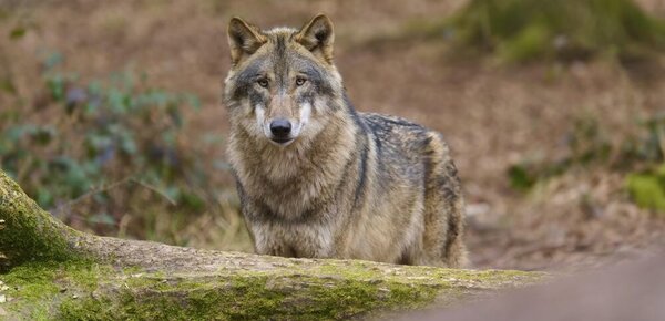 Landtag gibt grünes Licht für leichtere Jagd auf Wölfe
