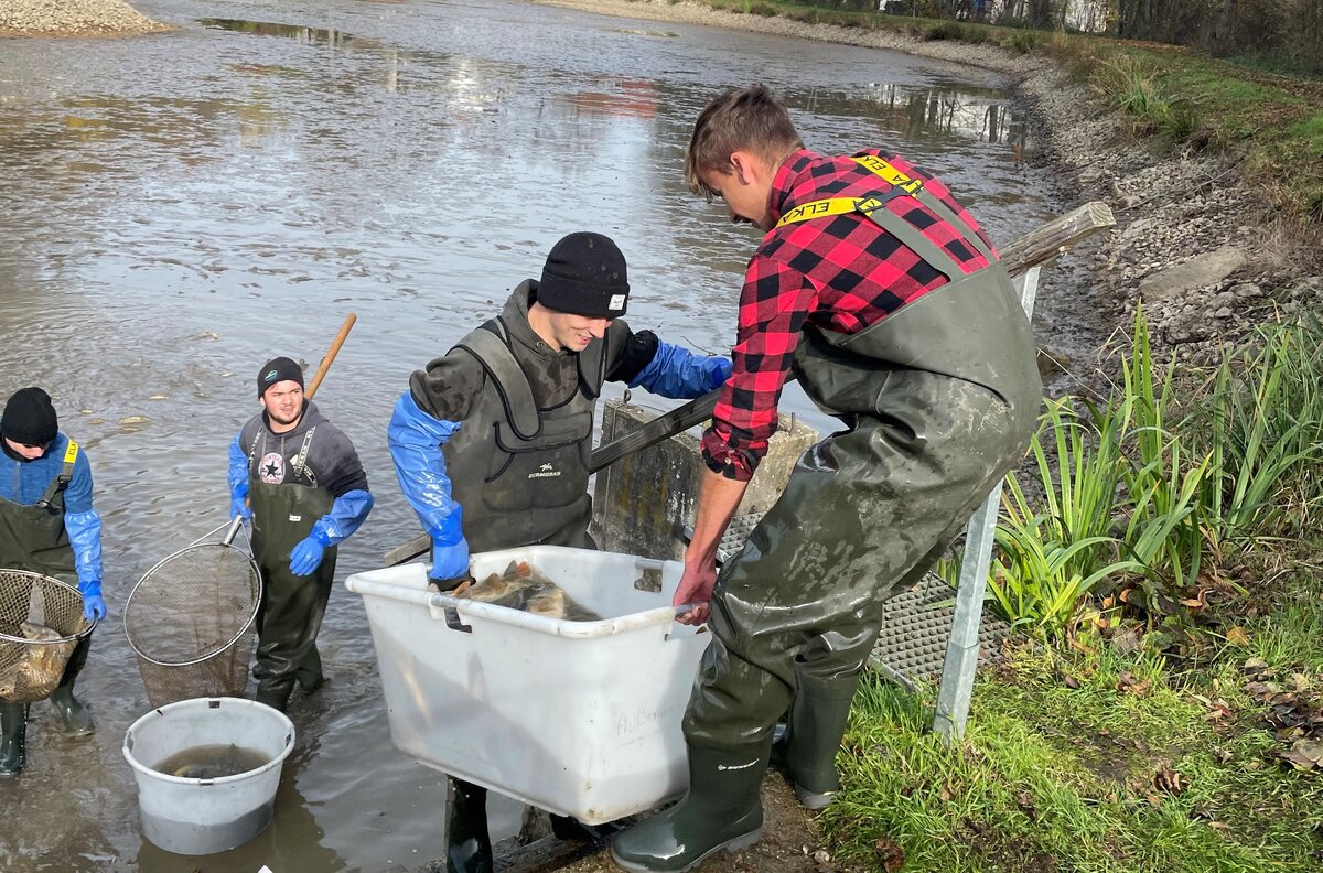 Abfischen am großen Teich in Aufseß