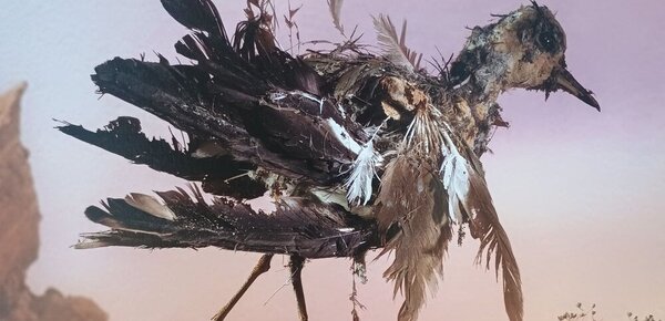 Wenn Motten sich im Museumsdepot austoben