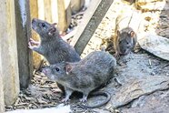 Neue Regeln: Kommt jetzt der Angriff der Nager?