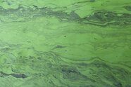 Gesundheitsamt warnt vor Blaualgen in mehreren Badeseen