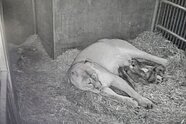 Löwen-Nachwuchs im Nürnberger Tiergarten