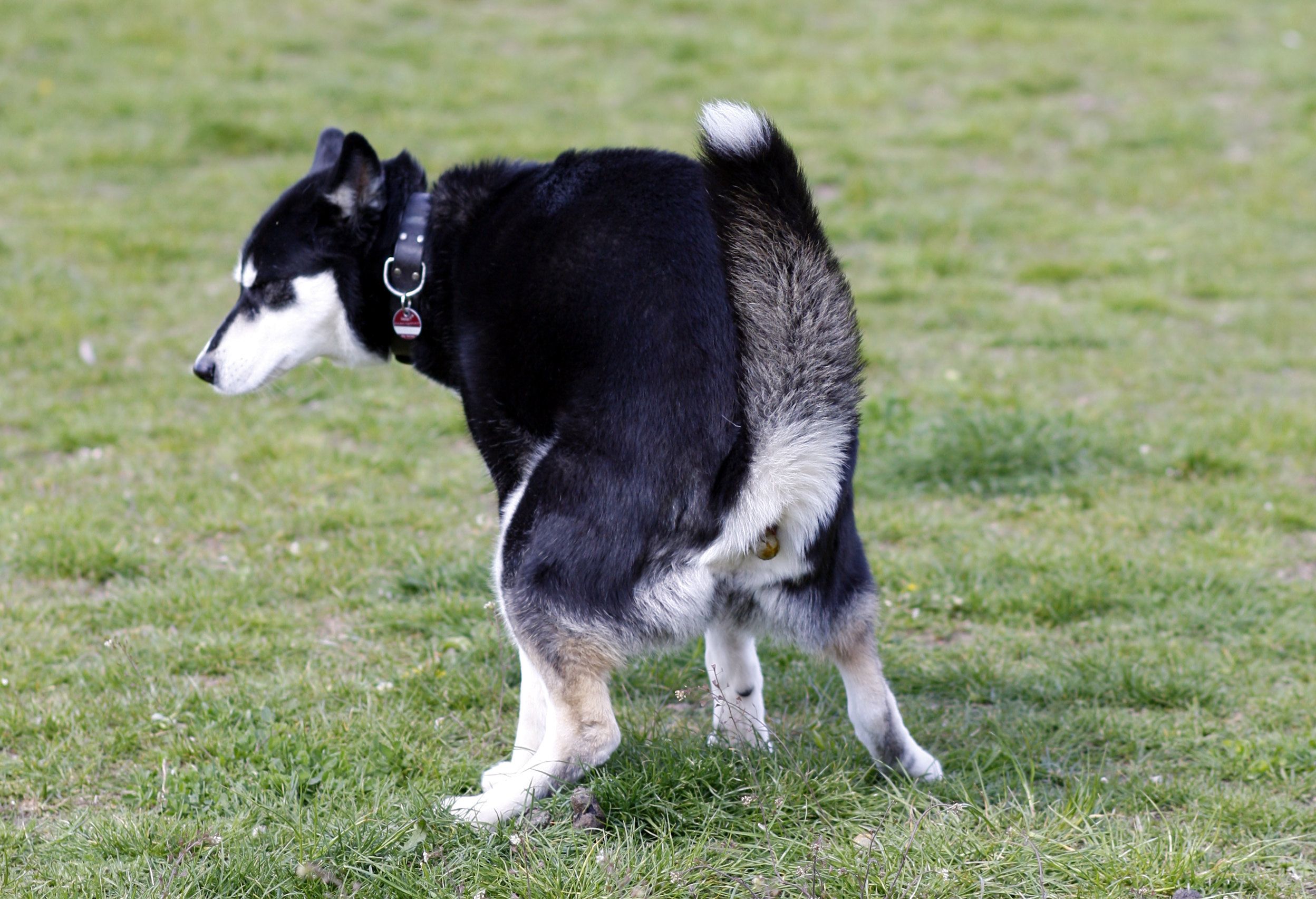 Wie Oft Muss Ein Hund Kaka Machen DNA-Datenbank gegen Hundekot