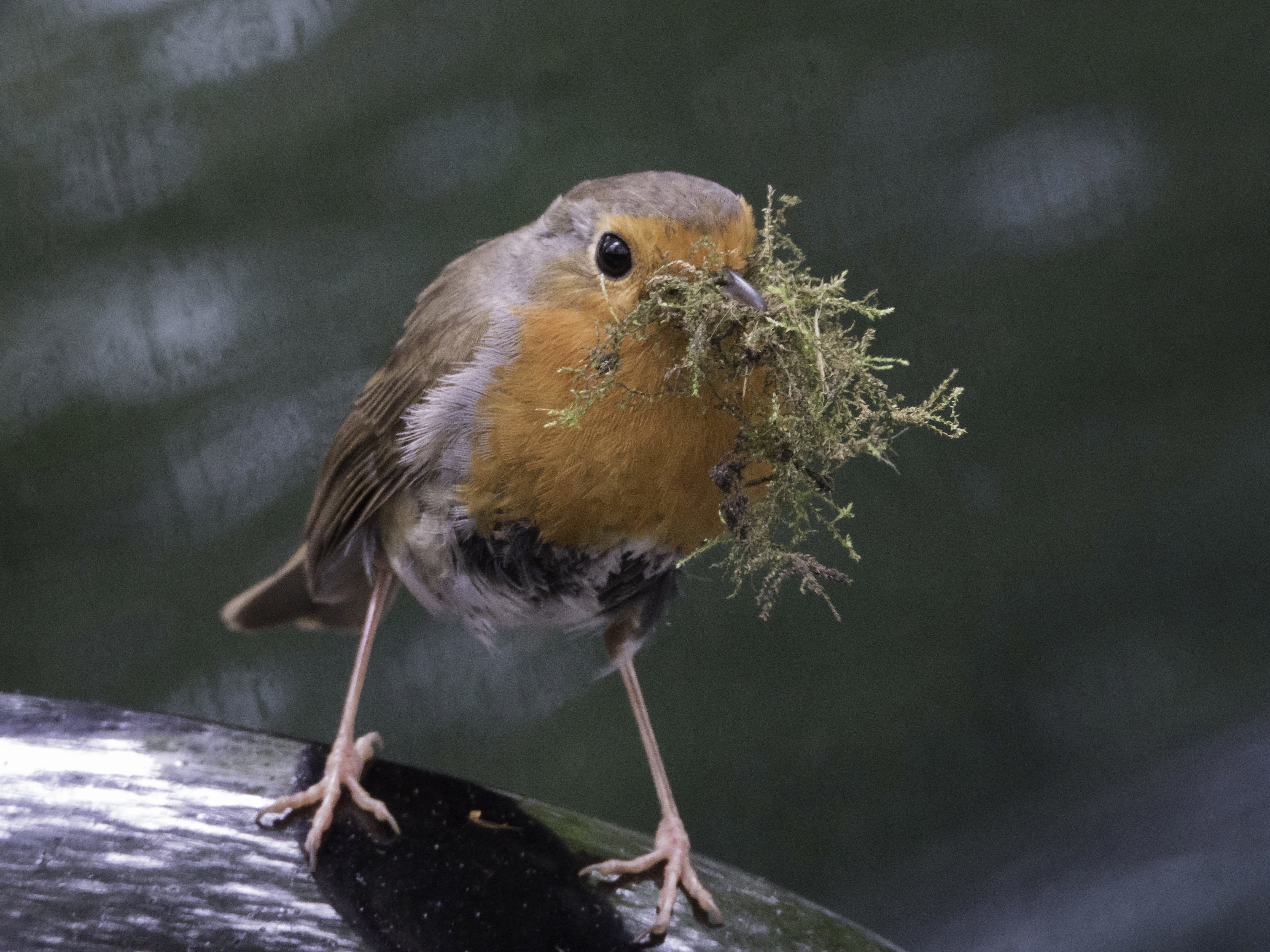 Vogelsterben Vogelsterben