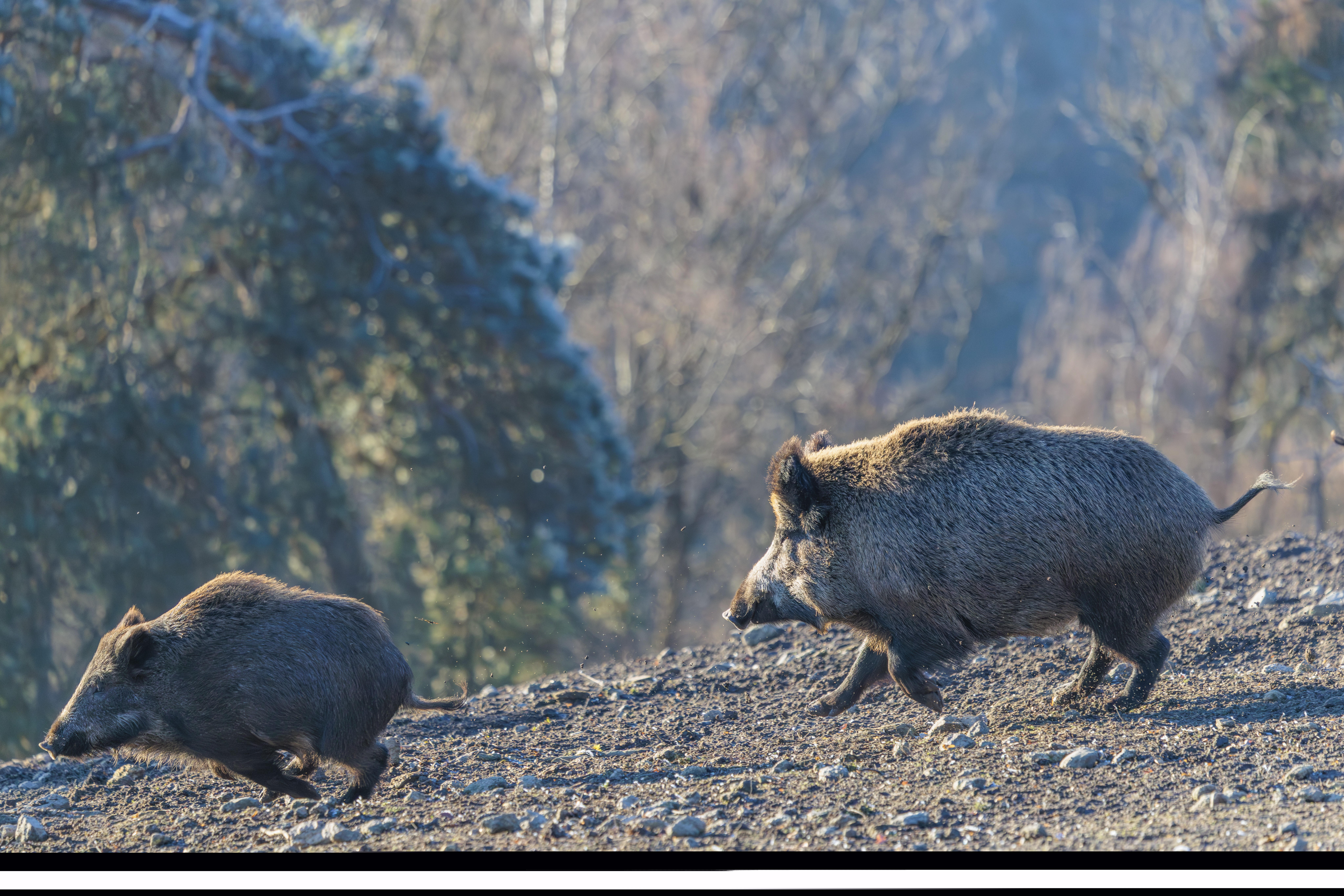 Bis zu 1250 belastete Wildschweine: Tschernobyl wirkt in Bayern weiter nach