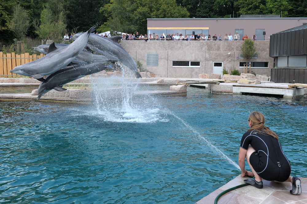 Nürnberger Tiergarten erwartet Nachwuchs in umstrittener Lagune